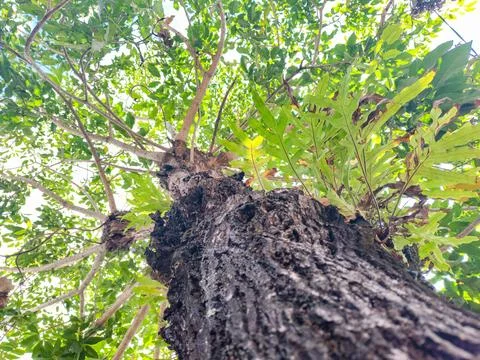 Low angle view of a large tree trunk with lush green leaves and parasitic ferns Photos