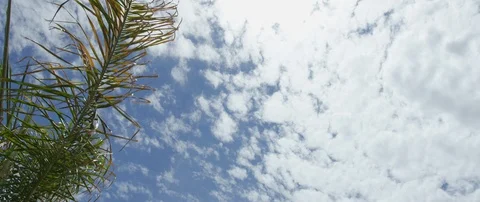 Low angle view of leaf of a palm tree and clouds sky Stock Footage 103413003