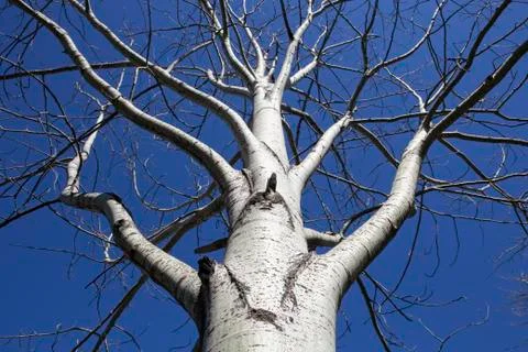 Low angle view of a leafless birch tree against a blue sky Stock Photos
