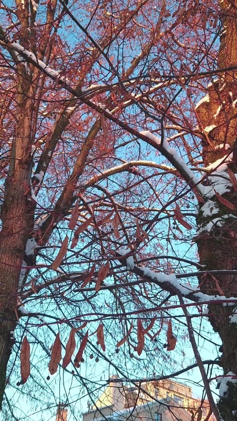 Low angle view leafless frosted maple tree branches swaying in wind against sky Vídeo Stock 321376480