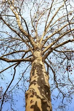 Low angle view of a leafless tree in winter Stock Photos