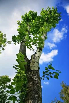 Low angle view of a leafy birch tree reaching into a bright blue sky with s.. 库存照片