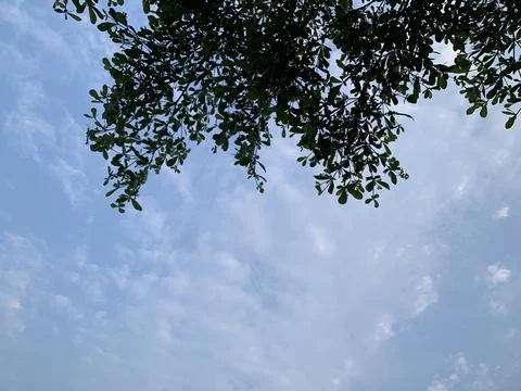 Low angle view of leaves Stock Photos