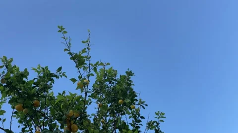 Low angle view of a lemon tree with ripe yellow lemons hanging from the branches Stock-Footage 278427374