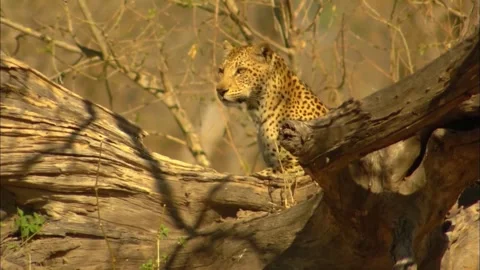 Low Angle View of Leopard Resting on Tree Branch, Safari Wildlife, 4K Stock Footage 340538579