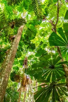 Low angle view of licuala palm in Daintree rainforest, Queensland Stock Photos