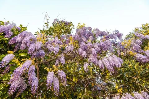Low angle view of lilac bush with blooming purple flowers against the sky Stock Photos