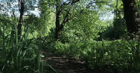 Low angle view of a lime grove, grass growing under the trees Stock Footage 131389701