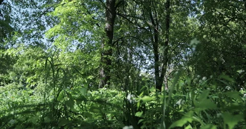 Low angle view of a lime grove, grass growing under the trees Stock Footage 131391434