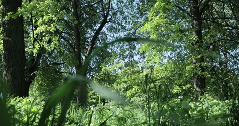 Low angle view of a lime grove, grass growing under the trees Stock Footage 131391935