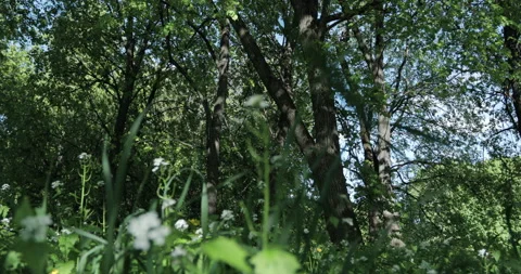 Low angle view of a lime grove, grass growing under the trees Stock Footage 131392373