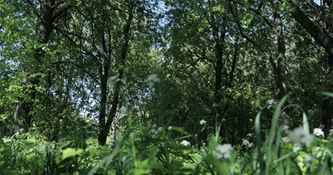 Low angle view of a lime grove, grass growing under the trees Stock Footage 131392667