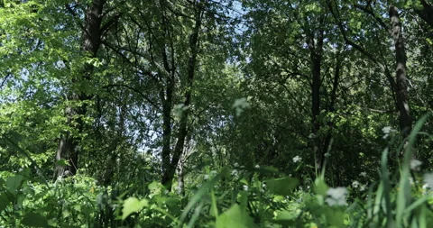 Low angle view of a lime grove, grass growing under the trees Stock Footage 131392727