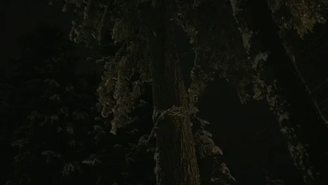 Low angle view of a lit wooden house under the tree at night Stock Footage 104512434