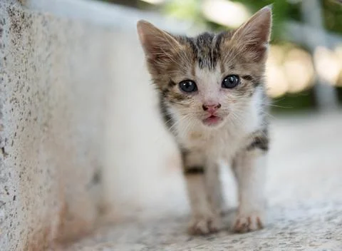Low angle view of a little cute kitten cat pet walking on staircase Stock Photos