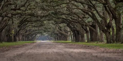 Low Angle View of Live Oak Trees Foto stock