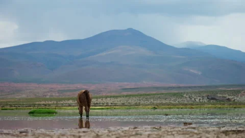 Low angle view of llama walking through shallow pool grazing in Siloli desert Stock Footage 332622494