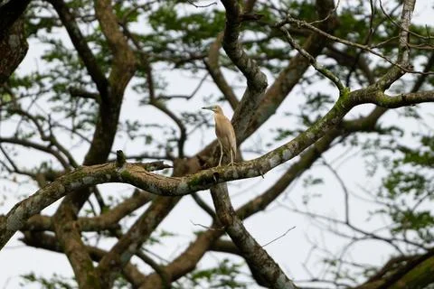 Low angle view of a lone Indian pond heron on a tree branch Stock Photos