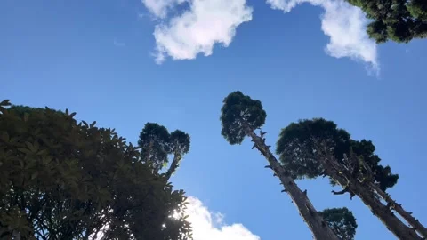 Low angle view of long tree, sky and clouds. Stock Footage 334486445