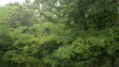 Low angle view look up at the top of the natural greenery tropical rainforest Stock Footage 218362328