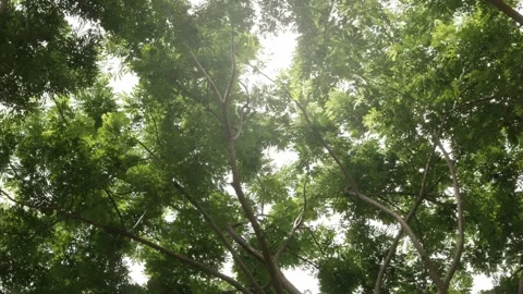 Low angle view look up at the top of the natural greenery tropical rainfore.. Stock Footage 265232671