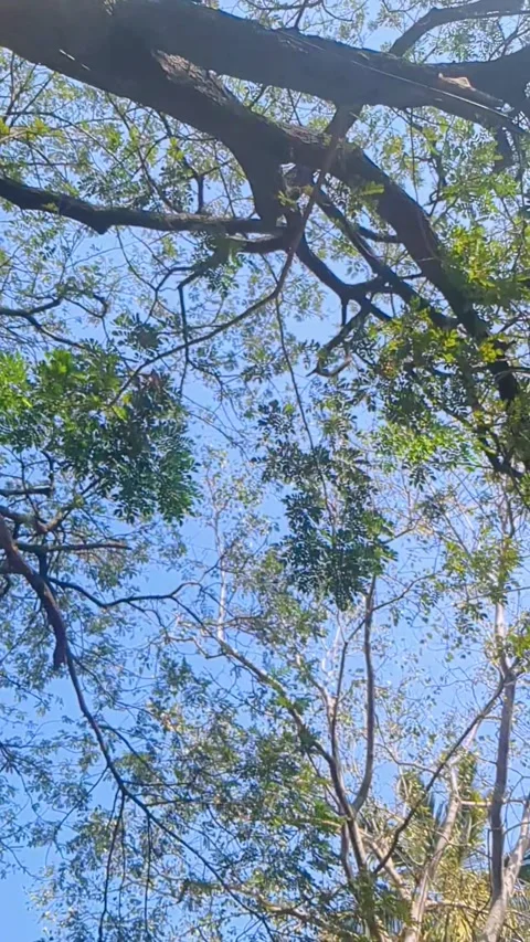 Low Angle View Look Up At The Top Of The Natural Greenery Tree Stock Footage 302074141