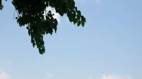 Low angle view look up to the tree leaves branch with wind blowing against .. Stock Footage 238887808