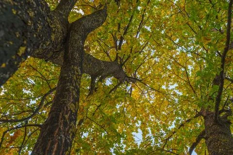 Low Angle View Looking Up into Autumn Oak Tree Canopy Stock Photos