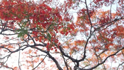 Low Angle View Looking Up at Dense Royal Poinciana Flame Tree Stock Footage 333035918