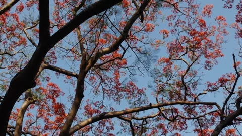 Low Angle View Looking Up at Dense Royal Poinciana Flame Tree Stock Footage 333035934