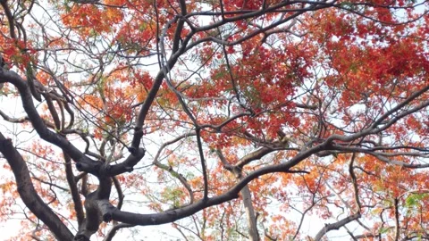 Low Angle View Looking Up at Dense Royal Poinciana Flame Tree Vídeos de archivo 334790230