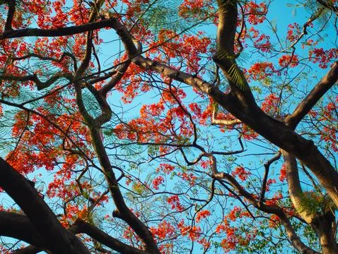 Low Angle View Looking Up at Dense Royal Poinciana Flame Tree Red Flower Ca.. Stock Photos