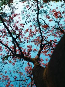 Low Angle View Looking Up at Dense Royal Poinciana Flame Tree Red Flower Ca.. Stock Photos
