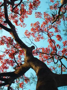 Low Angle View Looking Up at Dense Royal Poinciana Flame Tree Red Flower Ca.. Stock Photos