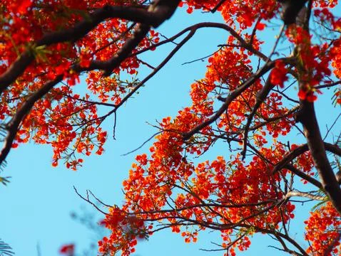 Low Angle View Looking Up at Dense Royal Poinciana Flame Tree Red Flower Ca.. Stock Photos