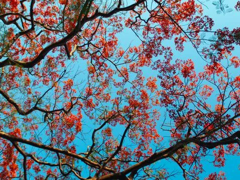 Low Angle View Looking Up at Dense Royal Poinciana Flame Tree Red Flower Ca.. Stock Photos