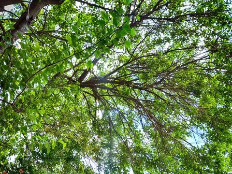 A low angle view looking up into the dense canopy of a deciduous blackberries Stockfoto's