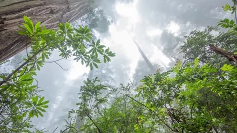 Low Angle View Looking Up at Giant Coastal Redwood Trees in Foggy Forest, Redwoo Stock Footage 332434307