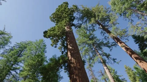 Low angle view looking up at giant sequoia tree canopy against clear blue sky 스톡 동영상 347110323