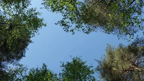 Low angle view looking up at green forest treetops and blue sky. Trees wave Stock Footage 345640771