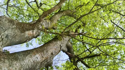 Low angle view looking up at a Japanese Zelkova (Keyaki) tree Stock Footage 325634279