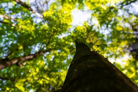 Low angle view looking up a large tree trunk towards a bright green canopy,.. Stock Photos