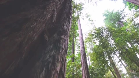 Low-angle view looking up at majestic towering redwood trees in Redwood National Stock Footage 332412235