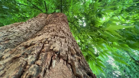 Low Angle View Looking Up a Mature Tree Trunk into a Lush Green Canopy Stock Footage 342125918