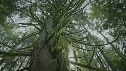 Low-Angle View Looking Up Moss-Covered Coniferous Tree Canopy Stock Footage 341435690