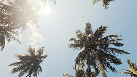 Low angle view looking up at palm tree crowns Stock Footage 340030370