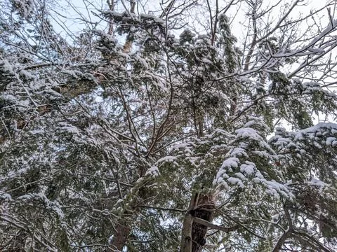 Low Angle View Looking Up at Snow Covered Tree Canopy Fotos de archivo