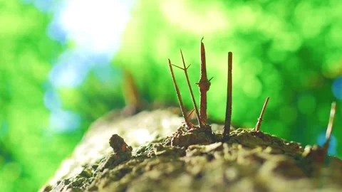 Low angle view looking straight up a mossy tree trunk creative backdrop Stock Footage 339039564