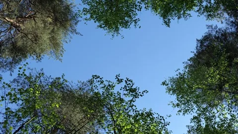 Low angle view looking straight up at forest treetops and blue sky. Stock Footage 341019166