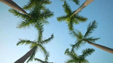Low angle view looking straight up at tall tropical palm trees against a clear Video stock 346890285